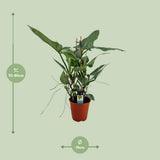 Plante artificielle philodendron gris en pot Ø19 cm hauteur 75 cm