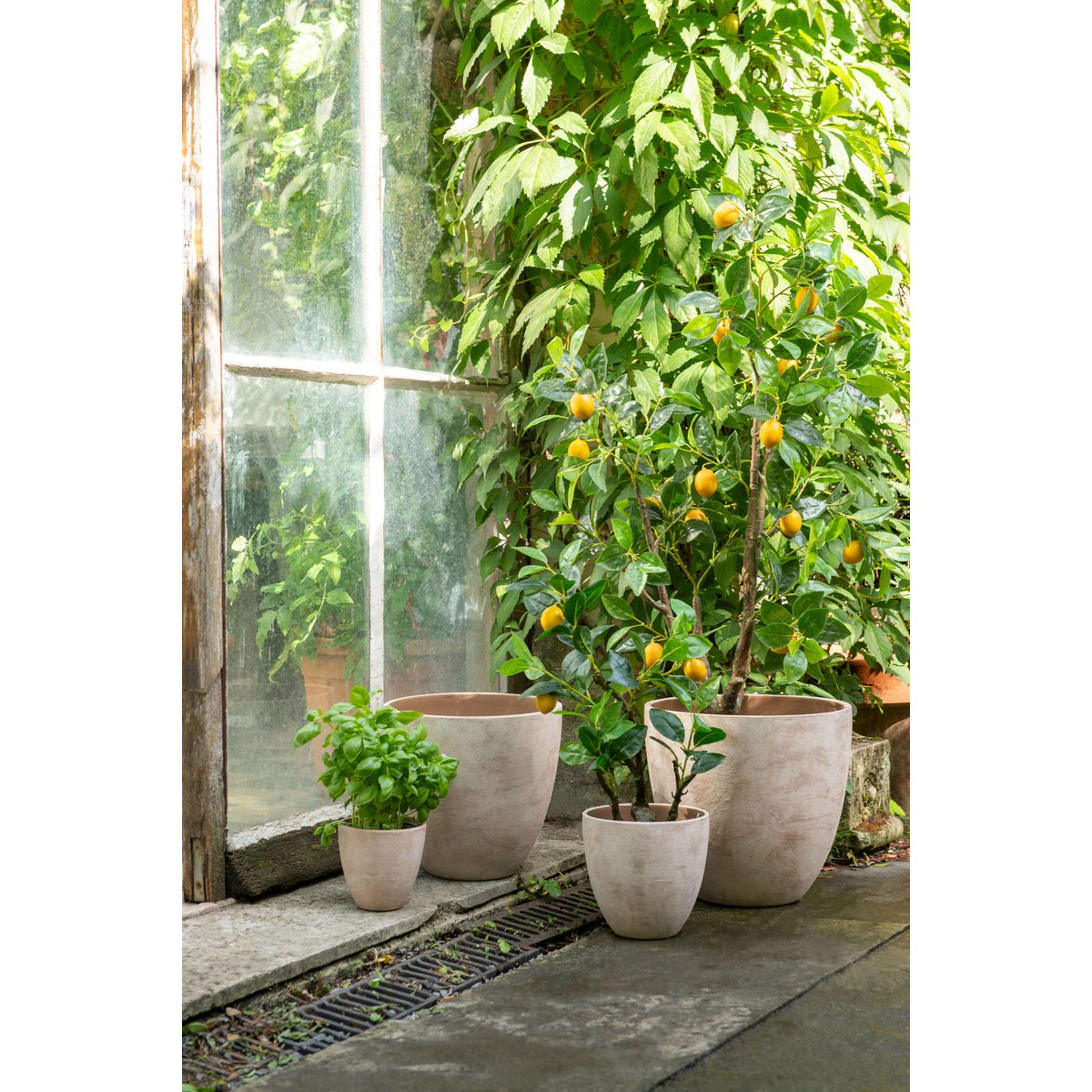 Citronnier artificiel grand sur un meuble moderne