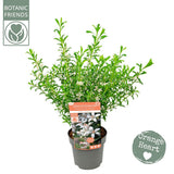 Eriostemon Myoporoides blanc en pot Ø17 cm
