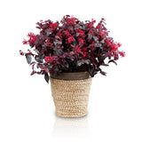 Plante loropetalum rouge en pot