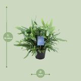 Fouglement bleu phlebodium - Ø14cm - ↕40cm