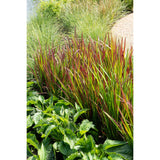 Plante Imperata cylindrica rouge - Ø19 cm - 40 cm