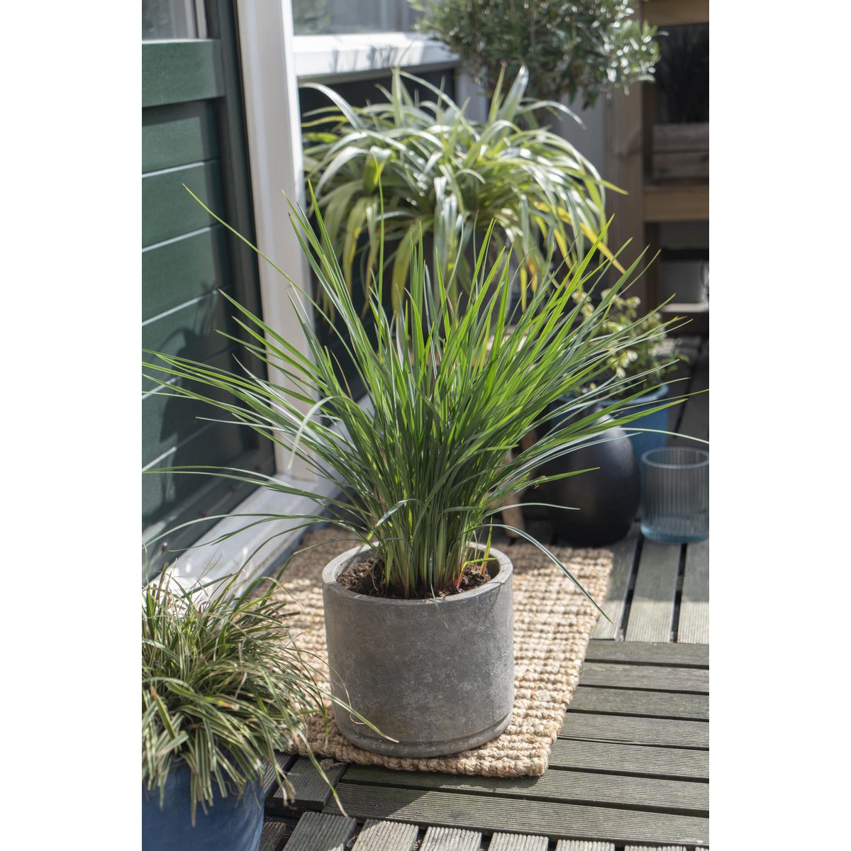 Dianella Revoluta 'Coolvista' - plante en pot sur une terrasse