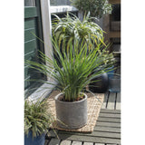 Dianella Revoluta 'Coolvista' - plante en pot sur une terrasse