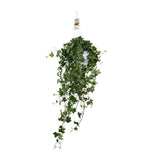 Plante Hedera Helix Pitsburg suspendue XXL Ø17 cm