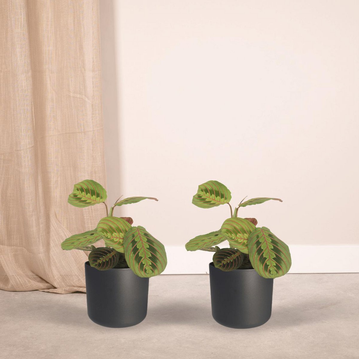 2x Maranta Fascinator - Pijlwortel - 20cm - Ø12