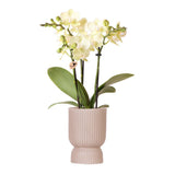 Orchidée phalaenopsis jaune en pot céramique sable