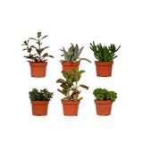 Mélange de succulentes - 6 pièces - ø10,5cm - ↕12cm