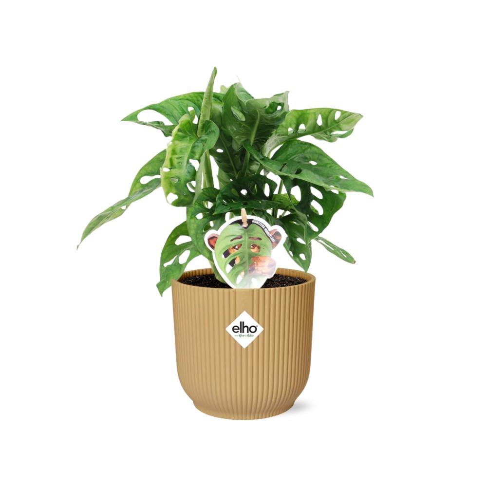 Plante Monstera Deliciosa en pot jaune 14 cm