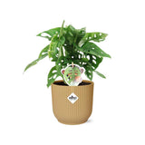 Plante Monstera Deliciosa en pot jaune 14 cm