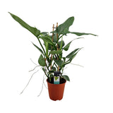 Plante artificielle philodendron gris en pot Ø19 cm hauteur 75 cm