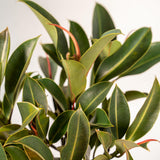Ficus Elastica Melany Stam - ↨90cm - Ø21cm + Pot May