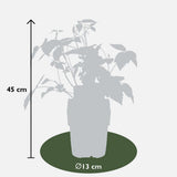 4x - Rubus 'Autumn' Mix - ↨45cm - Ø13