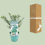 Plante eucalyptus bébé bleu 17 cm
