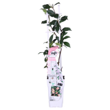 2x - Trachelospermum 'Star of Ibiza' - ↨65cm - Ø15
