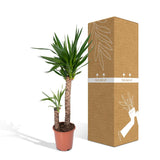 Yucca Elephantipes - Lys Palmier - Ø21cm - ↕100cm