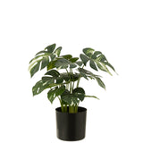 Ambiance intérieure avec la plante Monstera J-Line, style contemporain.