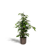 Ficans Danielle Danielle - ↨95cm - Ø21cm + pot.