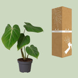 Philodendron Glorisoum - Ø12cm - ↕35cm