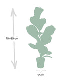 Plante artificielle Ficus Lyrata feuillage large 17 cm