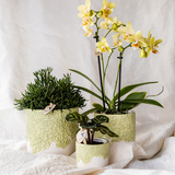 Société Kolibri | Offre combinée | Bloom sierpot vert – set 6 cm + 9 cm + 12 cm