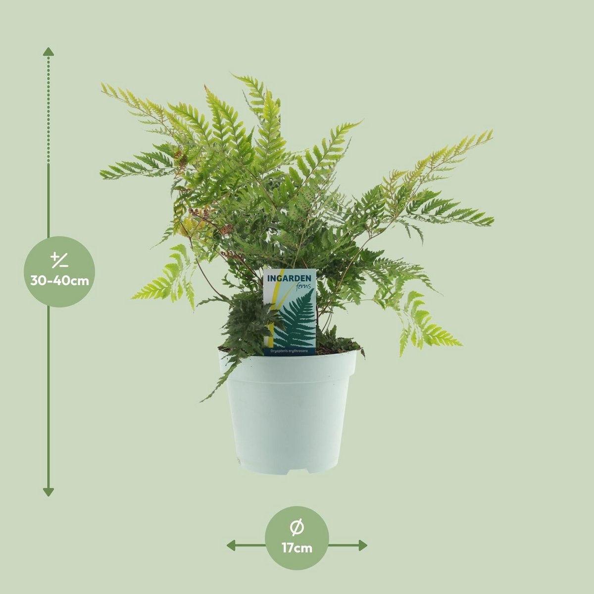Dryopteris erythrosora - Ø17cm - ↕40cm