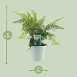 Dryopteris erythrosora - Ø17cm - ↕40cm