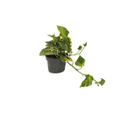 Plante scindapsus N'Joy doré Ø12 cm