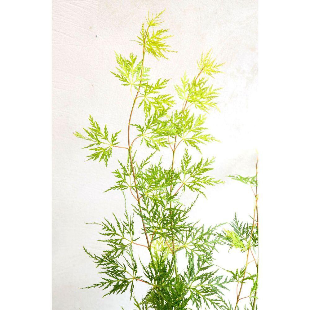 Acer Emerald Lace en pot élégant
