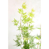 Acer Emerald Lace en pot élégant