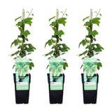 3x - Humulus lupulus 'nordbrau' - ↨65cm - Ø15