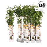Lonicera Hybride 'Celestial - Ø15cm - ↕65cm