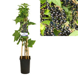 Ribes Nigrum 'Titania' + Light Label - Ø17cm - ↕75cm