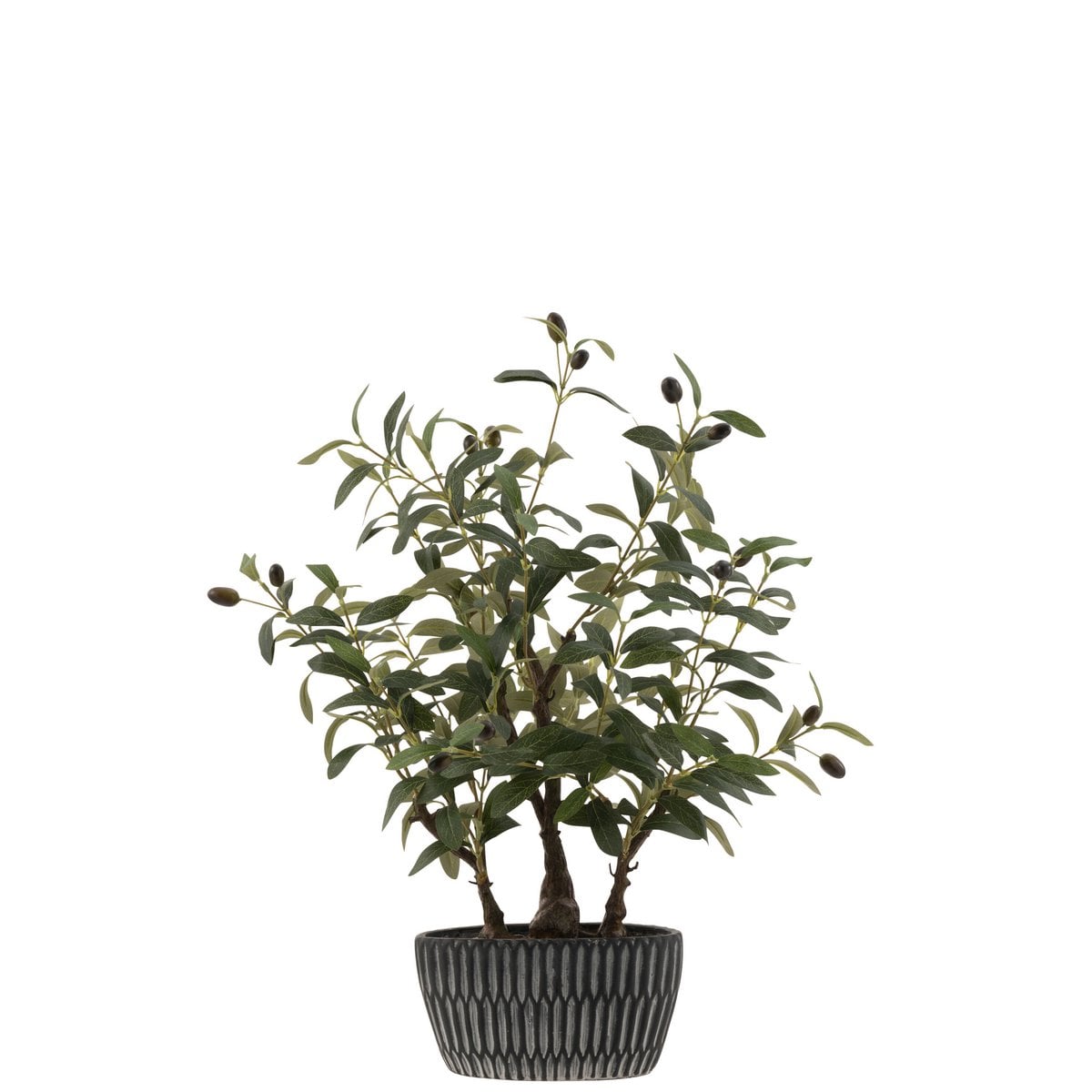 Détail de l'Olivier J-Line, pot en ciment moderne et élégant.