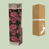Plante Dipladenia rose