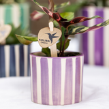 Kolibri Accueil | Rayure peinte - Lilas - Ø6cm