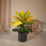 Codiaeum Pétra - Ø17cm - ↕45cm