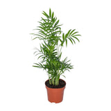 Chamaedorea - Ø12cm - ↕50cm