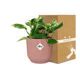 Plante Scindapsus Reine de marbre rose
