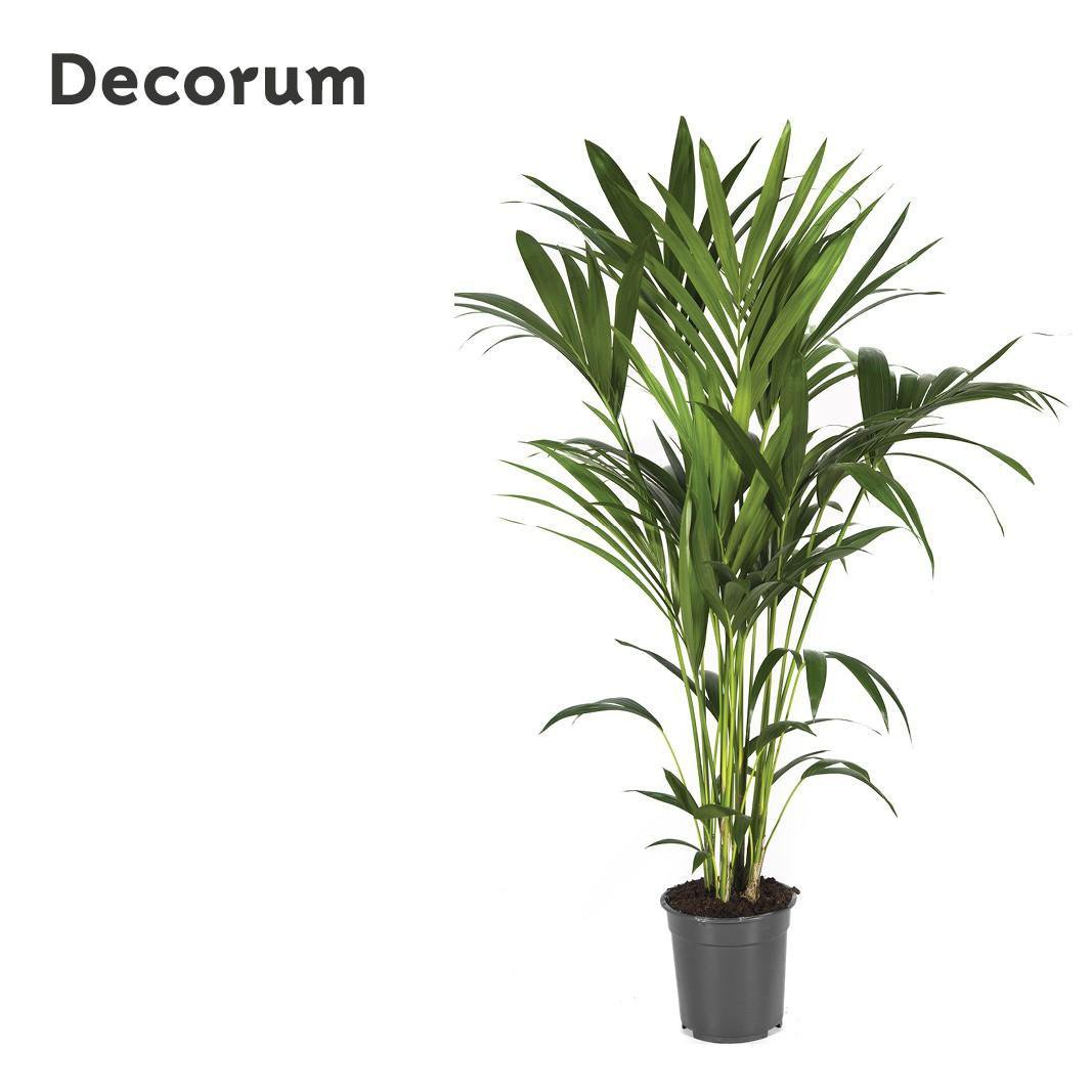 Howea Forsteriana - Plante d'intérieur de 120 cm avec feuillage vert luxuriant