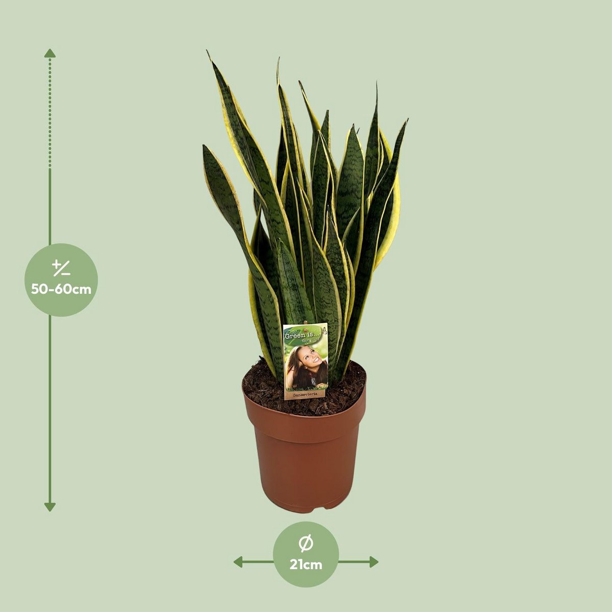 Sansevieria trifasciata laurentii en pot Ø21 cm vert et jaune