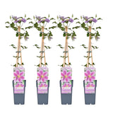 4x - Clematis Peek - ↨65cm - Ø15