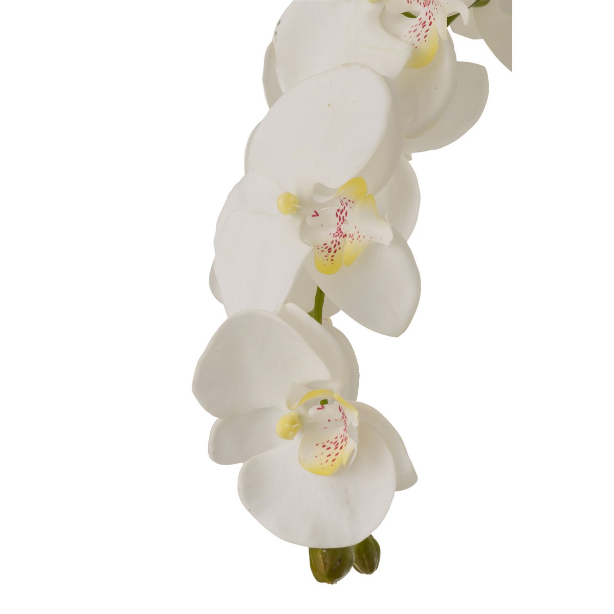 Plante Orchidée J-Line extra large en sol, vue de face