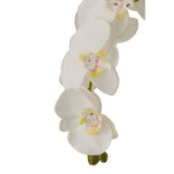 Plante Orchidée J-Line extra large en sol, vue de face