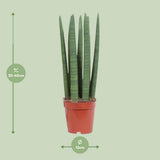 Droit droit - zø12cm - ↕40cm