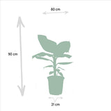Monstera Deliciosa - ↨75cm - Ø21cm + musa nain cavendish - ↨85cm - Ø21cm