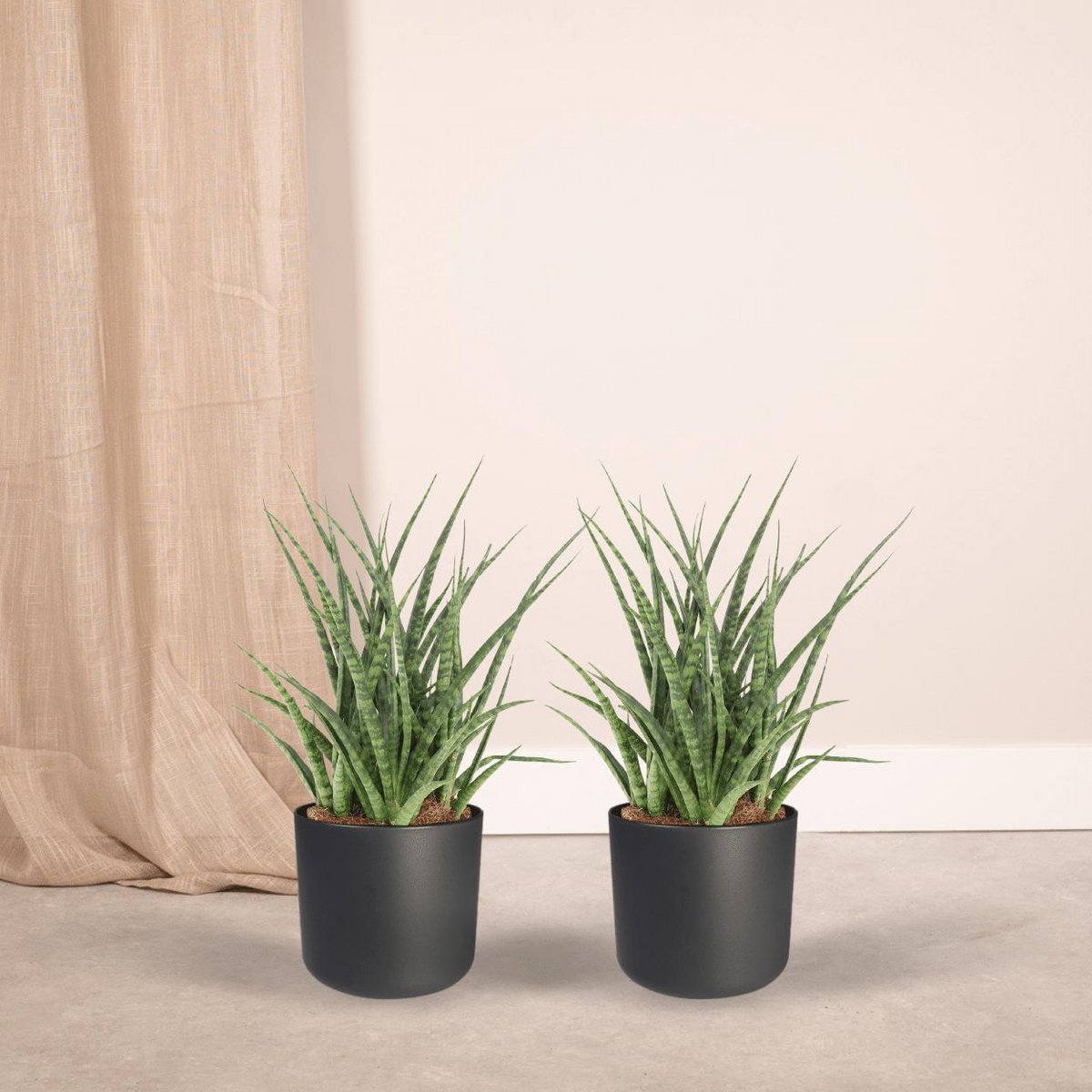2x Sansevieria Fernwood Punk - Tongue femme - 30cm - Ø12