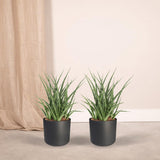 2x Sansevieria Fernwood Punk - Tongue femme - 30cm - Ø12