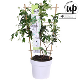 Trachelospermum jasmin étoilé blanc