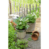 Plante fraisiers Fragaria x ananas Delizzimo